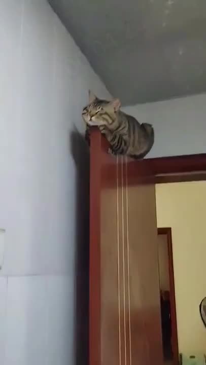 Cute munchkin baby kitten talks too much