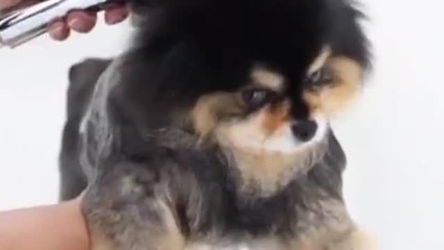 Funny Dog hair style