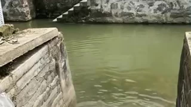 Smart dog in the world.