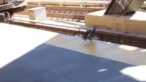 Two Pigeons Push Another Pigeon And Throw Them In Front Of Moving Train