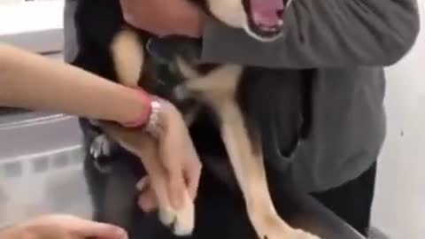 Funny Dog Roaring.