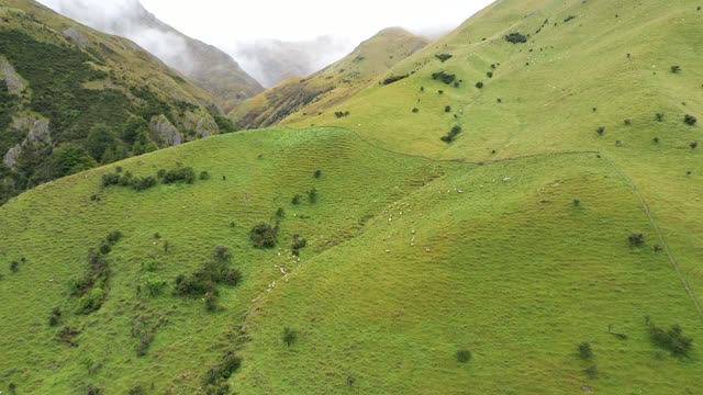 Drone Footage Of The Sheep Walking In The Mountain