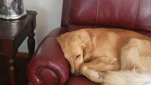 2 retrievers, Golden Like the sun.