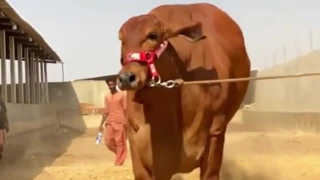 Nice and big cow