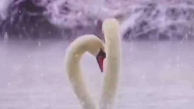 dancing swan