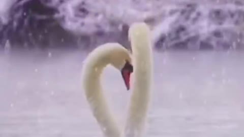 dancing swan