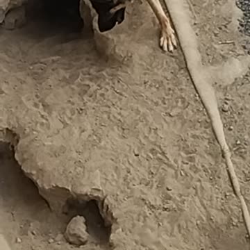 Raider playing in Ruby"s den