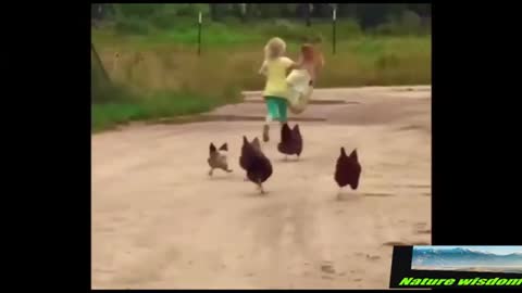 Funny video chickens chasing kids and dogs