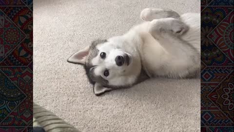 Very funny husky moment #1