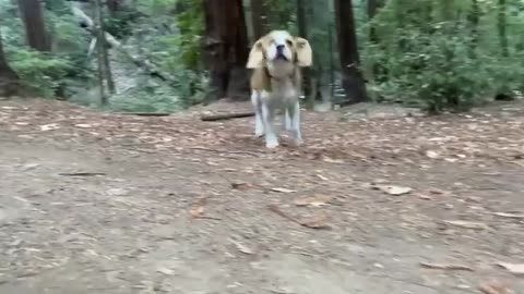 Beagle puppy 5 months to 5 years