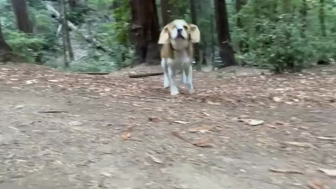 Beagle puppy 5 months to 5 years