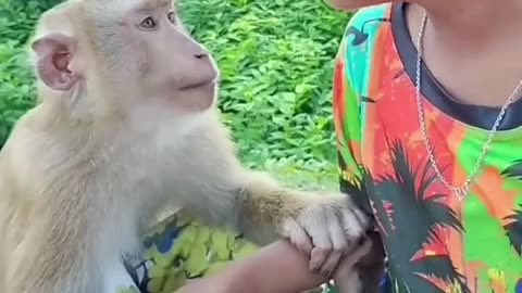 Playful Monkey Enjoy with boyFrolicking In Cooler Florida Fall Weather.😲😲