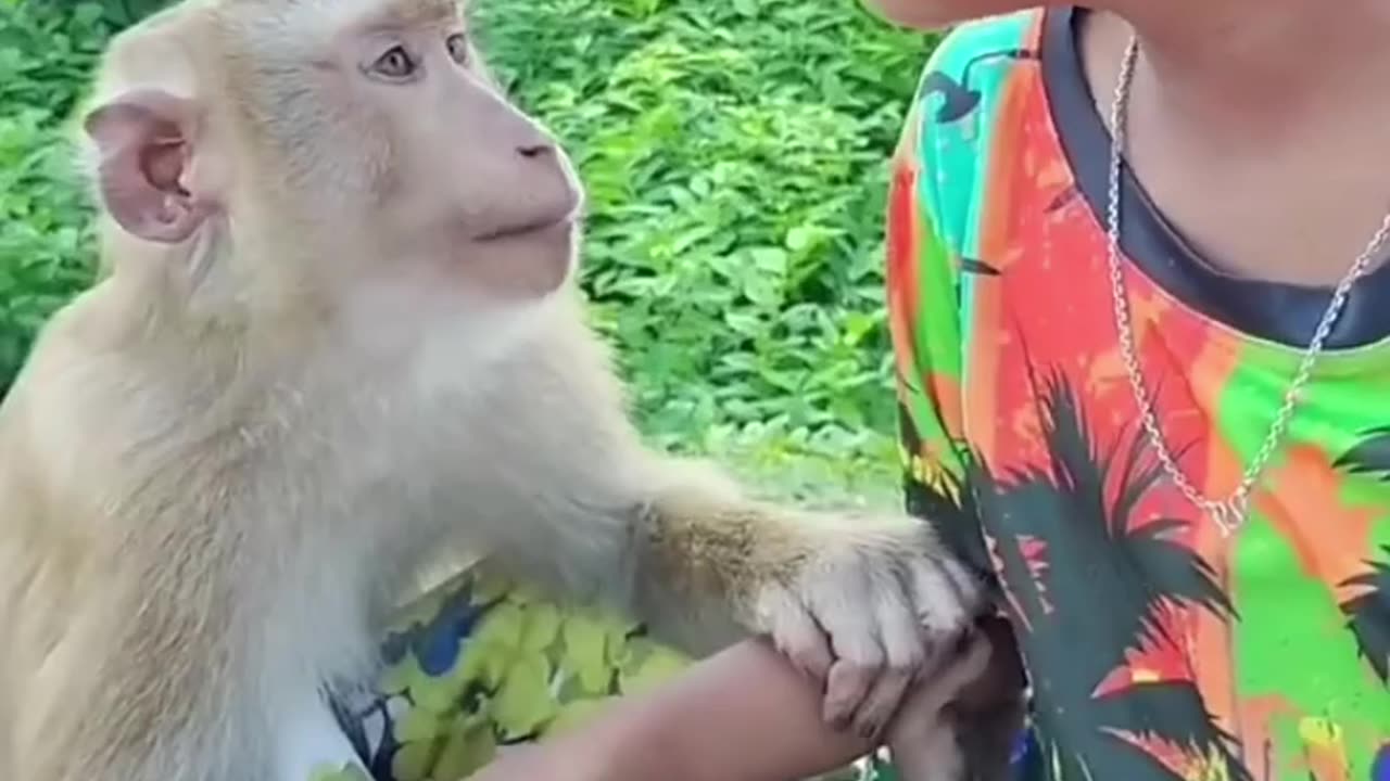 Playful Monkey Enjoy with boyFrolicking In Cooler Florida Fall Weather.😲😲