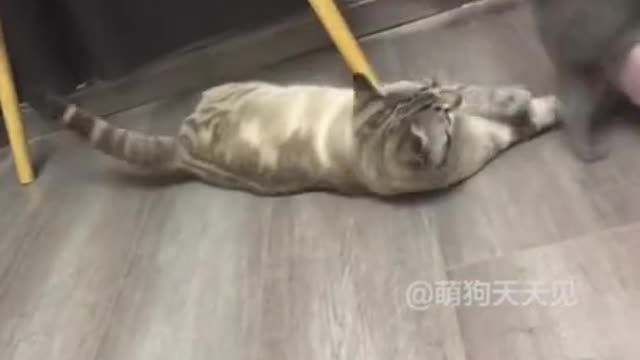 Animals never fail to make us laugh Super funny animal compilation,