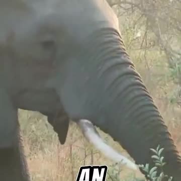 Bobby Fisher Quote On Jews