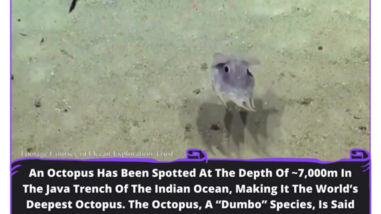 The Earth's Deepest Octopus - A 'Dumbo' Marvel