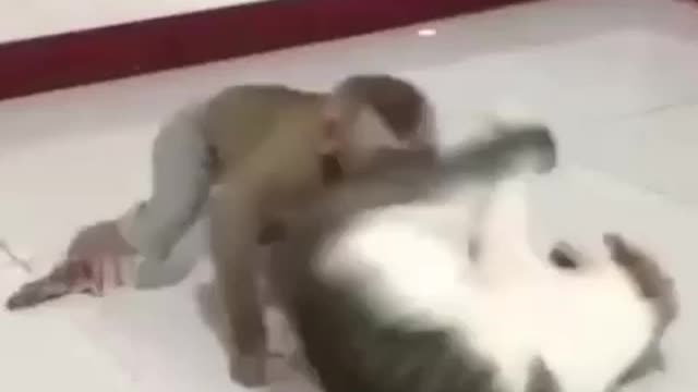 The monkey does not let the cat rest