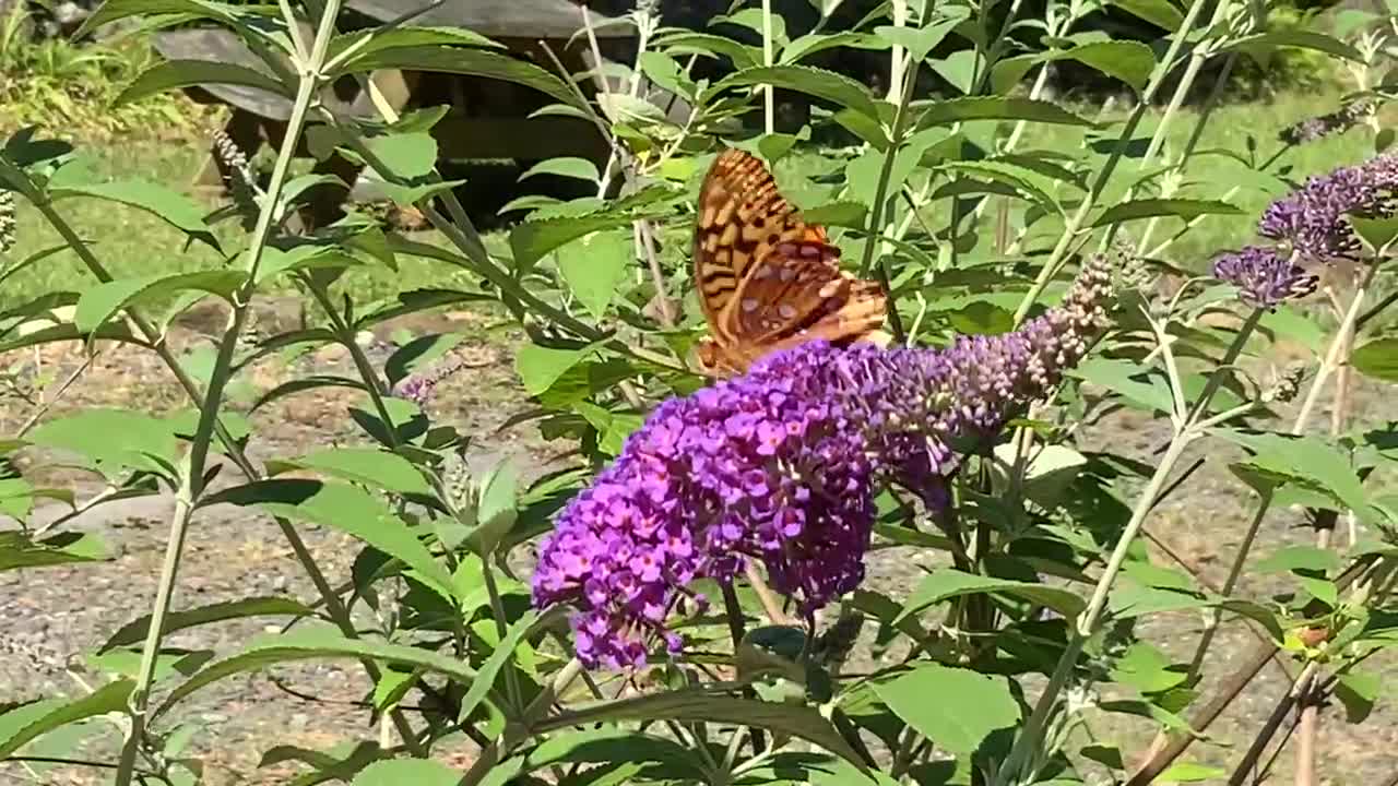 The Butterfly 🦋 Bush is starting to bloom NW NC High country God’s country ✝️