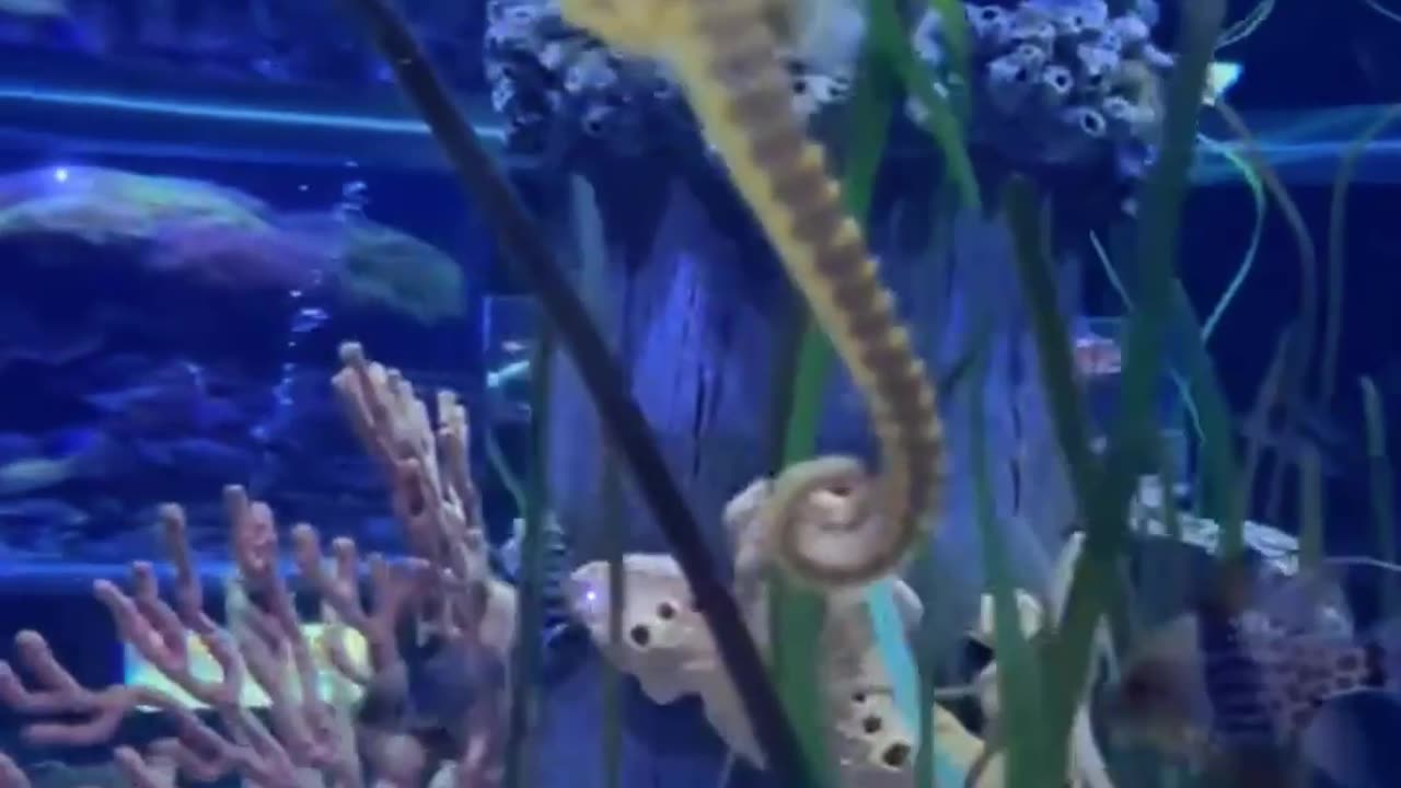 Seahorse Care Guide in Under A Minute