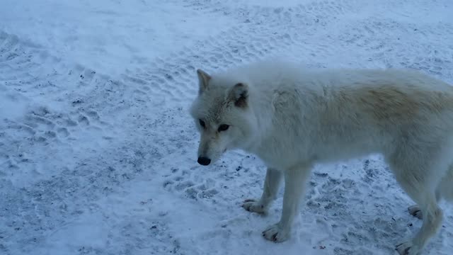 worlds most northernly Wolf pack visits CFS ALERT station.