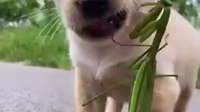 cute cat funny video