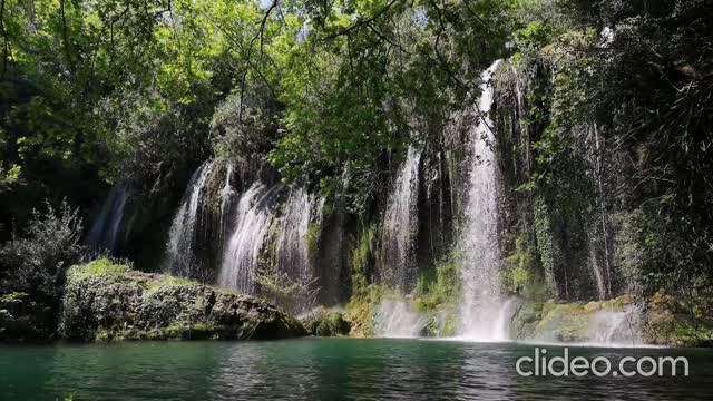 Beautiful forests