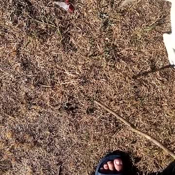 A puppy is playing with a stick