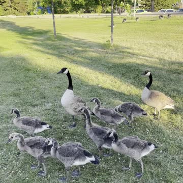 Geese families in side walk in garden