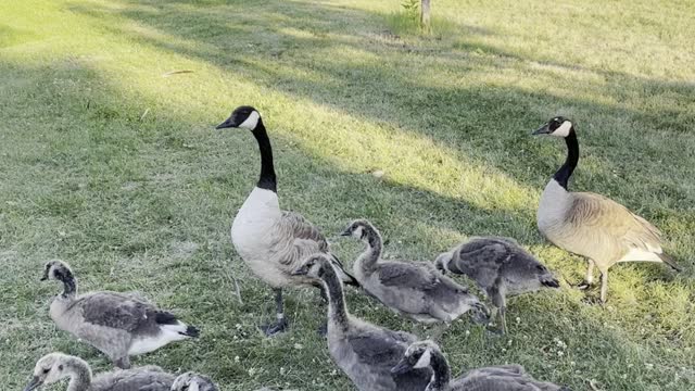 Geese families in side walk in garden
