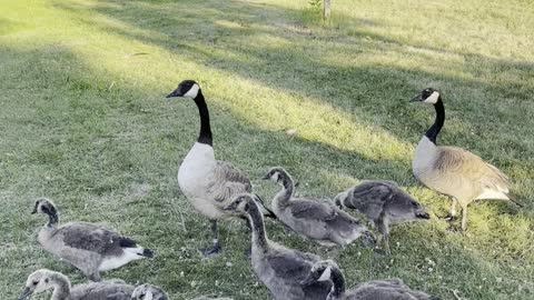 Geese families in side walk in garden