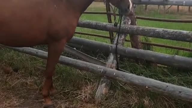 When I came to my friend's horse farm, every horse here was very strong