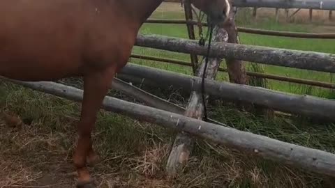 When I came to my friend's horse farm, every horse here was very strong