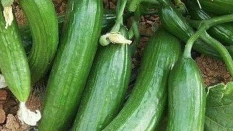 तोरई खाने के फायदे: Healthy Weight Loss में वरदान है Torai | Ridge Gourd Health benefits