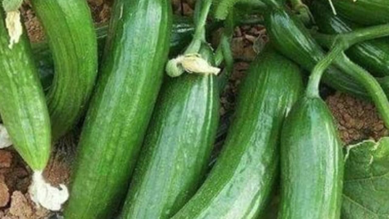 तोरई खाने के फायदे: Healthy Weight Loss में वरदान है Torai | Ridge Gourd Health benefits
