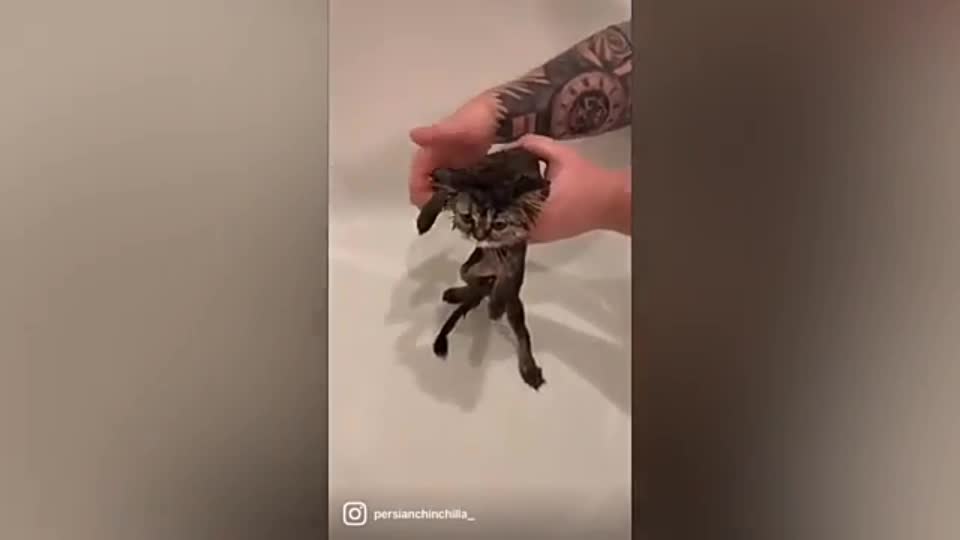 Funny cat