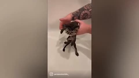 Funny cat