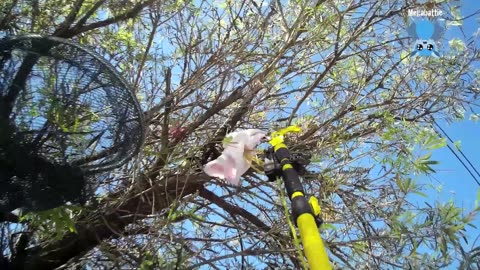 Rescuing a flying-fox found on the ground; this is Biripi