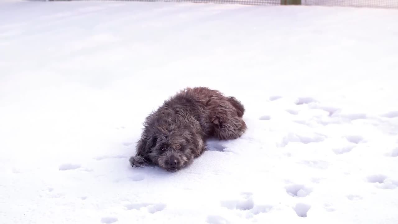 Dog dancing in the snow