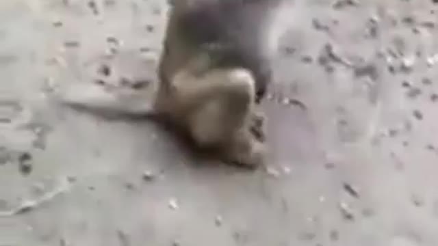 Funny monkey