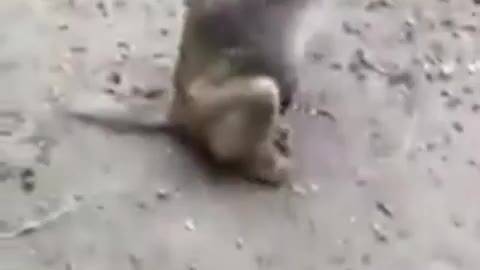 Funny monkey