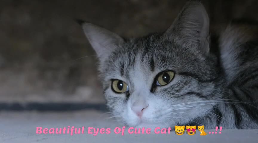 Beautiful Eyes Of Cute Cat π»πΈπ..!!