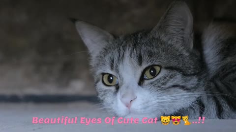 Beautiful Eyes Of Cute Cat 😻😸🐈..!!