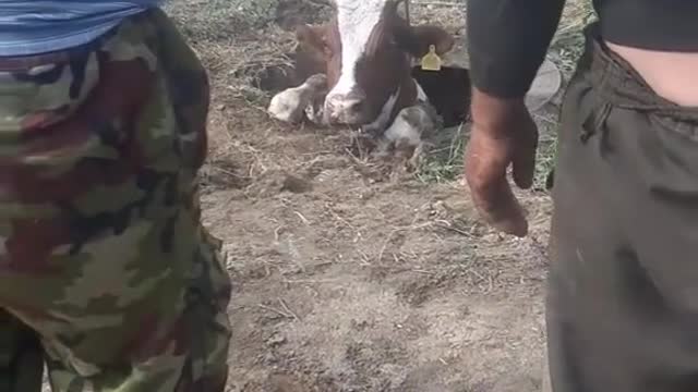 cow stuck in problem.