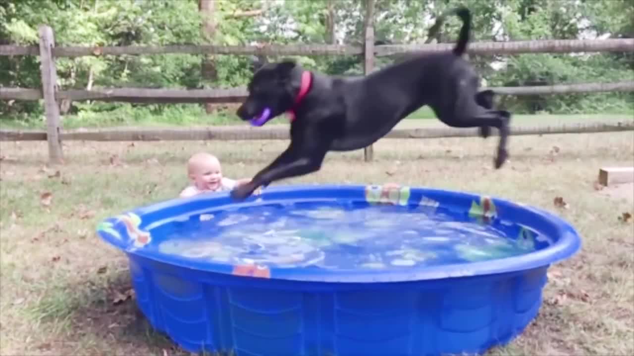 Cute Babies Have A Super Fun With Slide Funny Babies and Pets