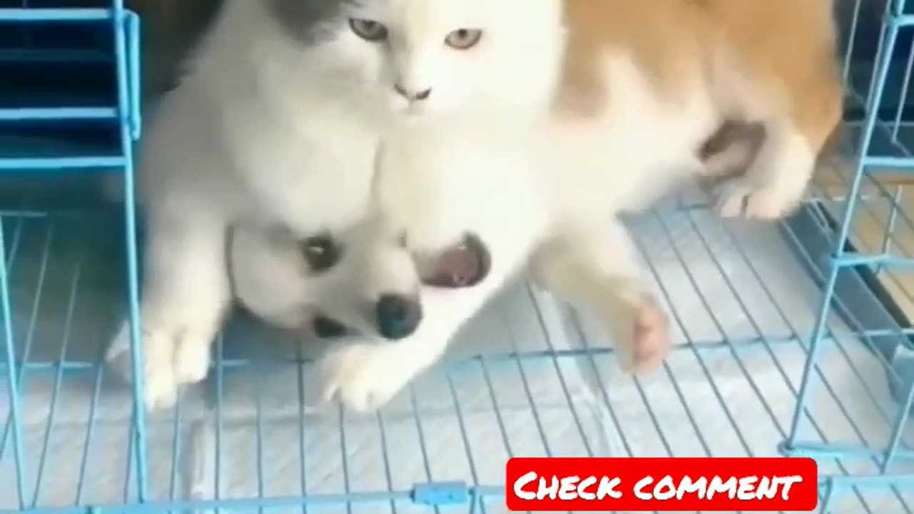 animal funny video