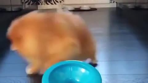 cao brincando com bola sozinho