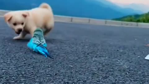 Dog and Parrot having fun.