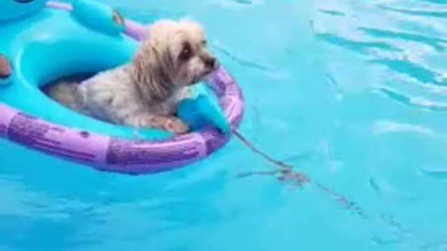 Boston Terrier tows doggy friend around in the pool