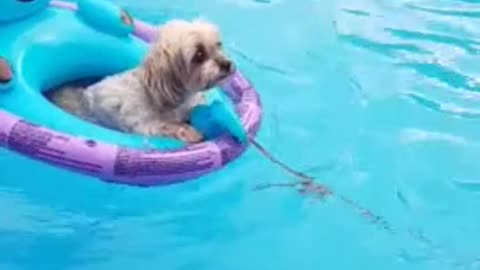 Boston Terrier tows doggy friend around in the pool