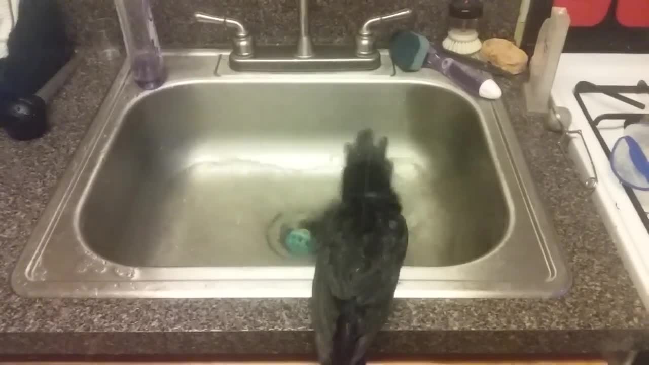 Black lories bathing